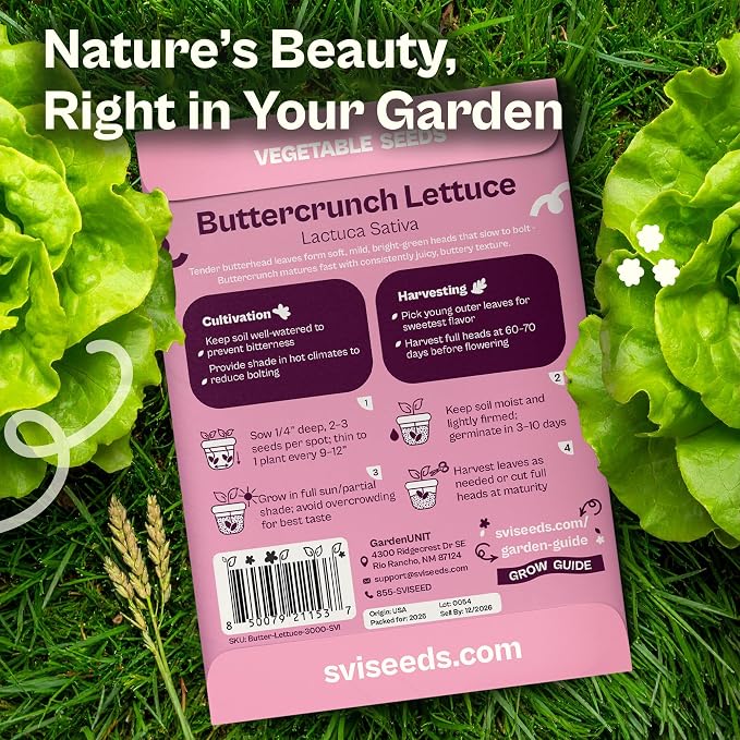 SVI 3000 Buttercrunch Lettuce Seeds (Lactuca Sativa) – Butter Lettuce Head Seed Packets Bulk – Heirloom Vegetable Seeds for Outdoor & Indoor Vegetable Garden, Containers