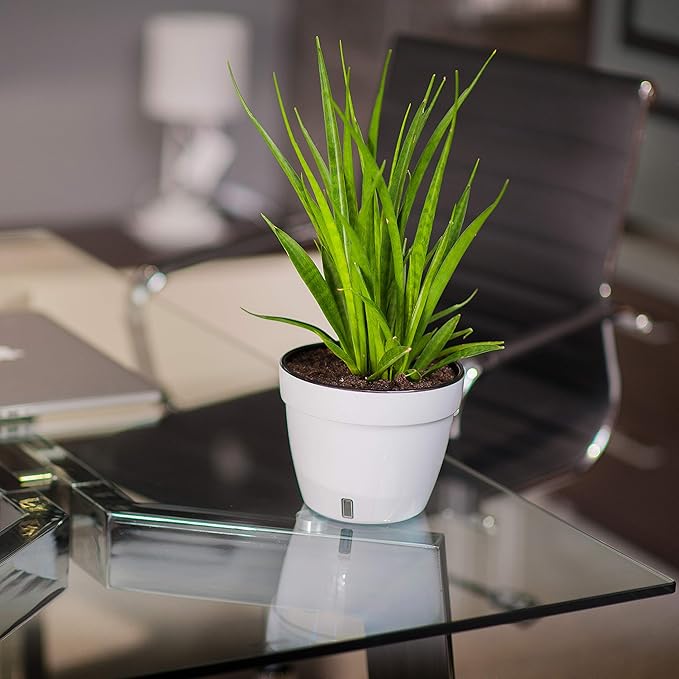 DecoPots - 10.6 Inch Self Watering Planter - Modern Flower Pot with Water Level Indicator for All House Plants, Flowers, Herbs - Height 8.3 inches (Diameter 10.6", White/Black)
