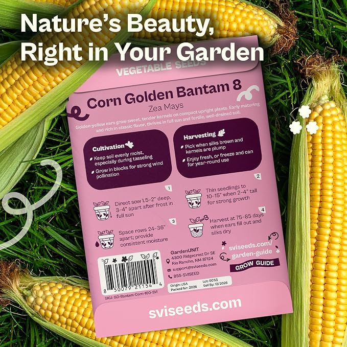 SVI 100 Golden 8 Bantam Corn Seeds (Zea mays) – Yellow Sweet Corn Seed Packets, Early Maturing Maiz – Non GMO Heirloom Vegetable Seeds for Outdoors, Vegetable Garden Rows
