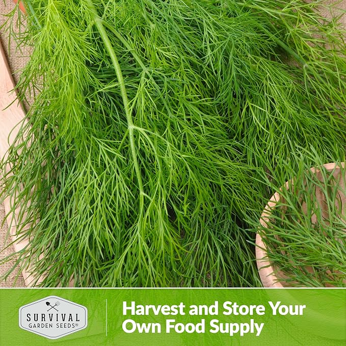 Compact Dill Seeds for Planting – Dwarf Dill for Containers & Small-Space Gardens – High Germination Heirloom Non-GMO Herb for Indoor or Outdoor Growing – Survival Garden Seeds (1 Pack)