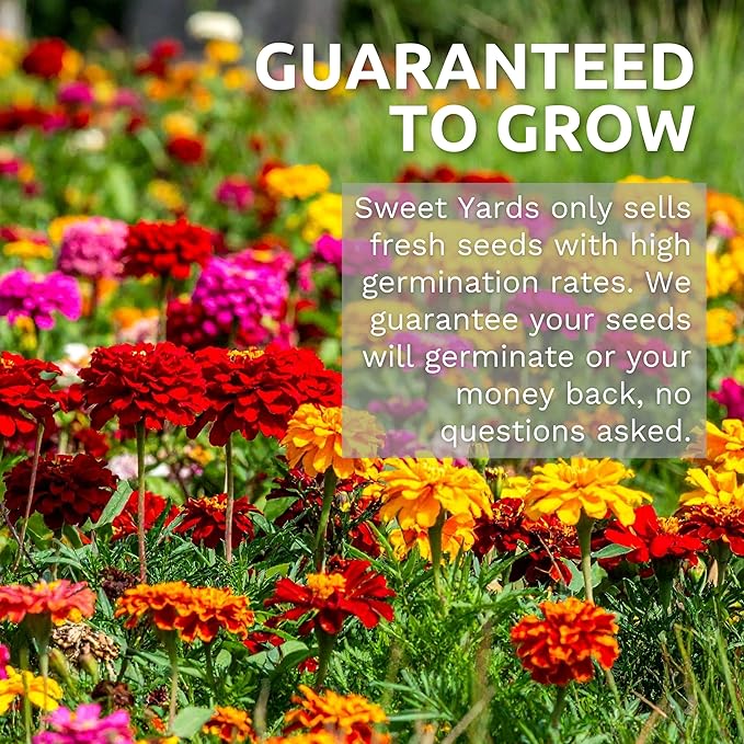 Cosmos Seeds Wildflower Mixture - Bulk Quarter Pound Bag - Over 20,000 Seeds - Pink, Yellow, Orange, Red, Purple and White Mixed Species!