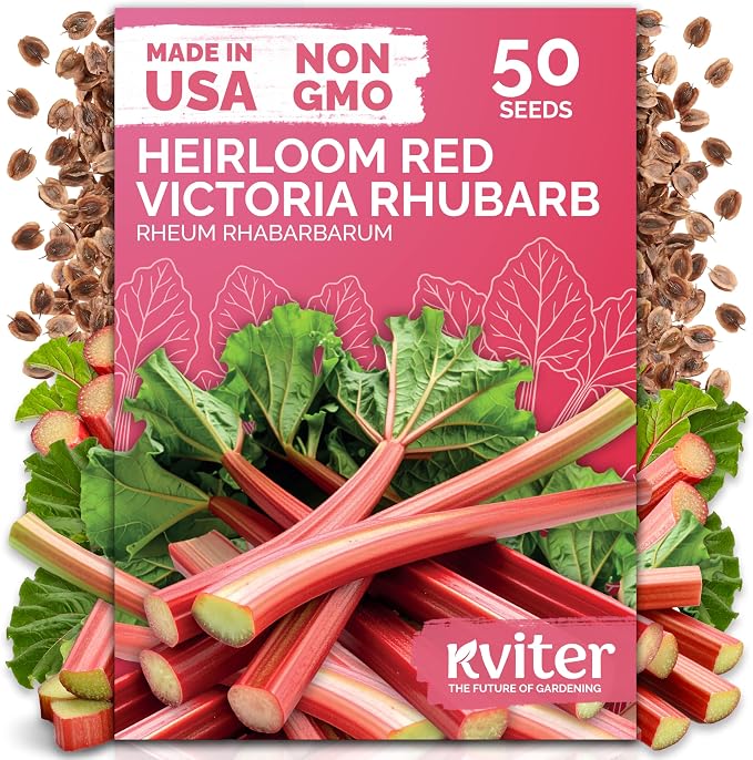 KVITER 50 Red Victoria Rhubarb Seeds for Planting (Rheum Rhabarbarum) – Heirloom Seeds, Perennial Vegetable Seeds – Perfect for Rhubarb Jam & Pies, Grow in Beds & Outdoor Garden