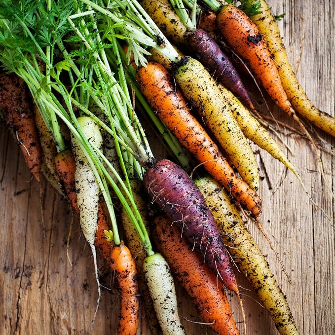 Seed Needs Rainbow Mixed Carrot Seeds to Plant Heirloom & Non-GMO 5 Packs