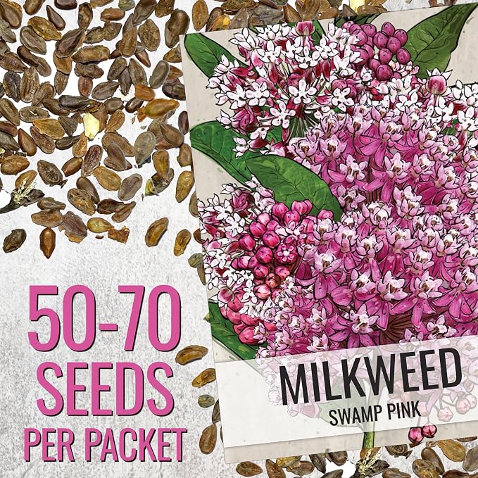 Seed Needs Milkweed Seeds for Planting a Butterfly Garden to Attract Monarch Butterflies - Collection of Pink, Orange & White Asclepias Milk Weed Variety Pack (5 Packs)