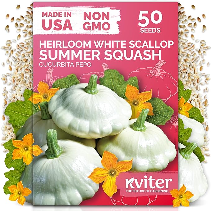 KVITER 50 White Patty Pan Squash Seeds (Cucurbita Pepo) – Scallops Bush Summer Squash Seed Packets for Vegetable Garden – Non GMO Heirloom Vegetable Seeds for Planting Outdoors, Home Garden