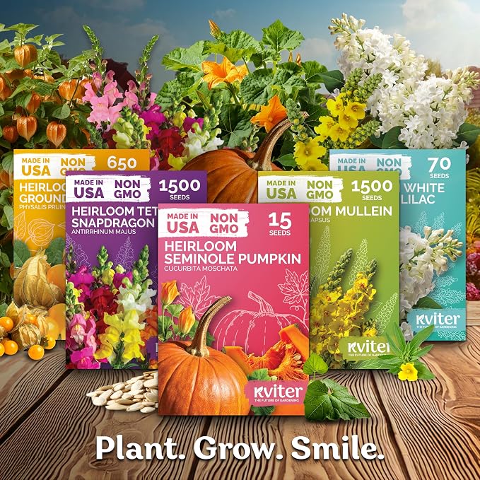 KVITER 325 Giant Beefsteak Tomatoes Seeds (Solanum lycopersicum) – Beef Steak Tomato Seed Packets Heirloom Tomatoes – Non GMO Slicing Tomato Vegetable Seeds for Planting Home Garden, Indoor & Outdoor