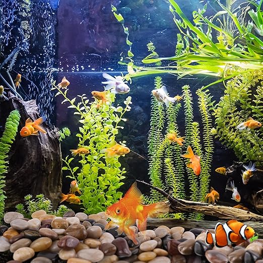 Pebbles for Plants 10lbs, 1-2Inch Mixed Color Natural River Rocks for Aquarium, High Polished Decorative Stones for Vase Filler Fish Tank Landscaping Garden