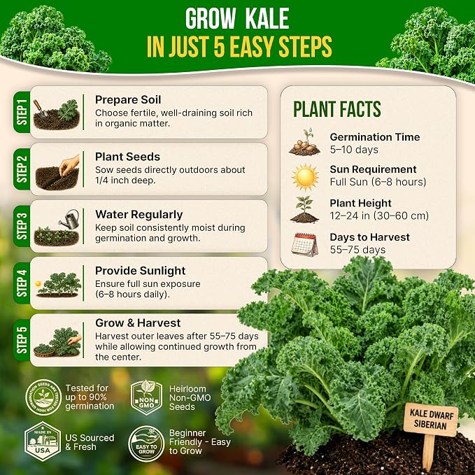 Organo Republic Kale Dwarf Siberian Seeds Pack 5 G - Over 1,650 Non-GMO Heirloom Kale Seeds for Planting Greens in Individual Seed Packet, Greens Seeds for Planting Home Garden Indoor & Outdoor