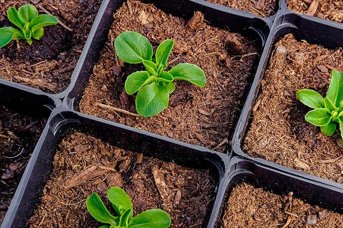 500 Buttercrunch Lettuce Seeds for Planting - Heirloom Non-GMO Vegetable Seeds for Planting - Hydroponics - Microgreens - AKA Butterhead, Boston, Bibb Lactuca Sativa