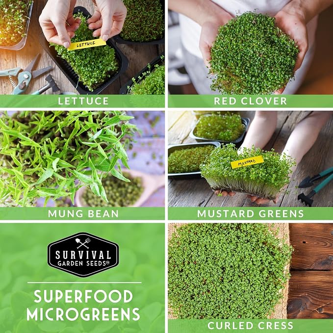 Microgreens Seeds 5-Variety Pack for Sprouting – Mustard, Mung Bean, Curled Cress, Clover & Lettuce Seed for Indoors – Fast-Growing Non-GMO Heirloom Starter Pack – Survival Garden Seeds
