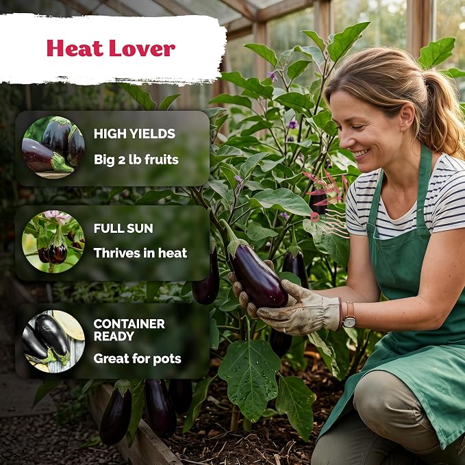 KVITER 500 Black Beauty Eggplant Seeds (Solanum Melongena)- Black Beauty Aubergine, Large, Glossy Fruit, Heirloom Eggplant Seed Packets - Vegetable Seeds for Outdoor Garden, Containers
