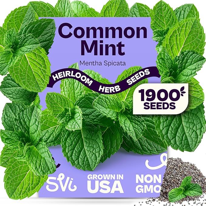 SVI 1900 Common Mint Seeds (Mentha spicata) – Aromatic Mint Seed Packets, Spearmint Leaves Seed Starting – Heirloom Herb Seeds for Outdoor Garden & Indoor Herb Garden Containers, Raised Beds