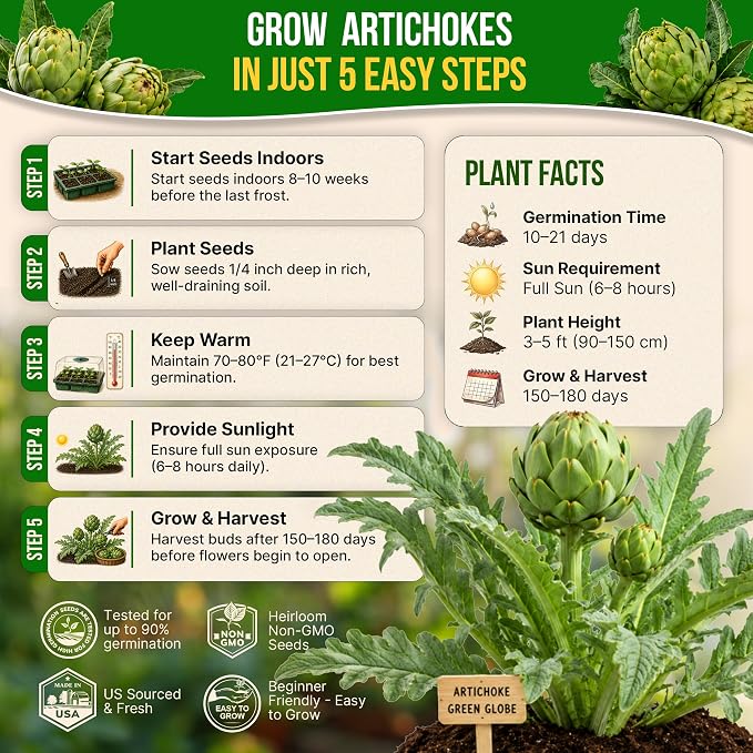 Green Globe Artichoke Seeds Pack 2G - Over 35 of Non-GMO Heirloom Artichoke Seeds for Planting Vegetables in Individual Seed Packet, Vegetable Seeds for Planting Home Garden Indoor & Outdoor Gardening