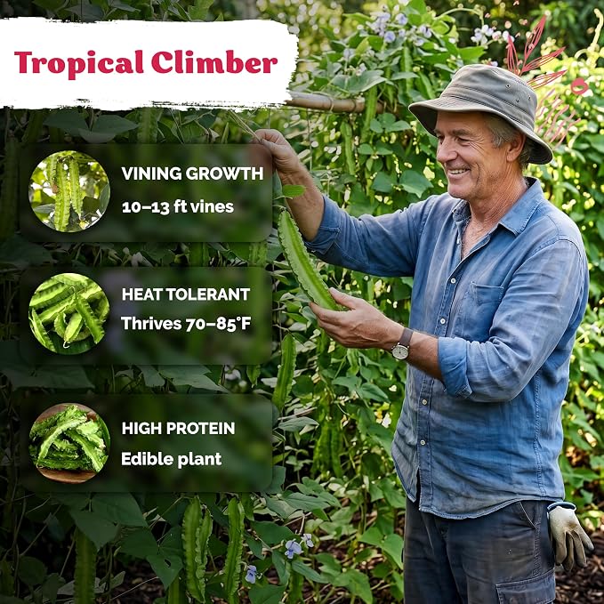 KVITER 50 Winged Bean Seeds (Psophocarpus Tetragonolobus) – Heirloom Goa Bean, High-Protein, Heat-Tolerant, Non GMO Seed Packets - Ideal Vegetable Seeds for Outdoor Garden, Raised Beds & Containers