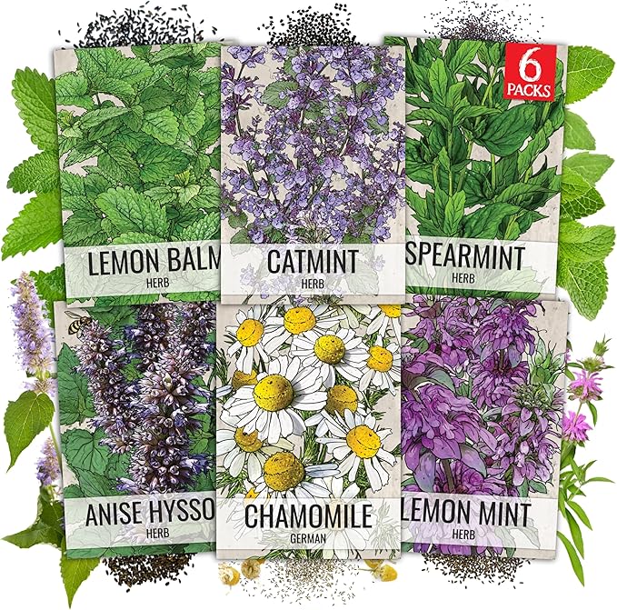 Seed Needs Medicinal Herb Seeds Variety Pack of 6 Tea & Infusion Collection
